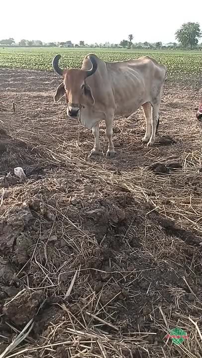 वीडियो पोस्टर 5