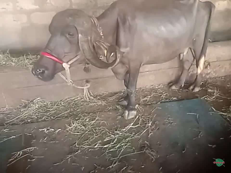 વિડિઓ પોસ્ટર 6