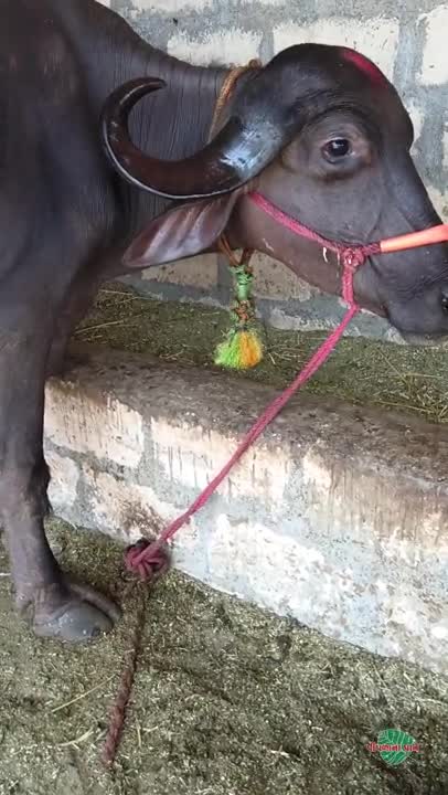 વિડિઓ પોસ્ટર 7