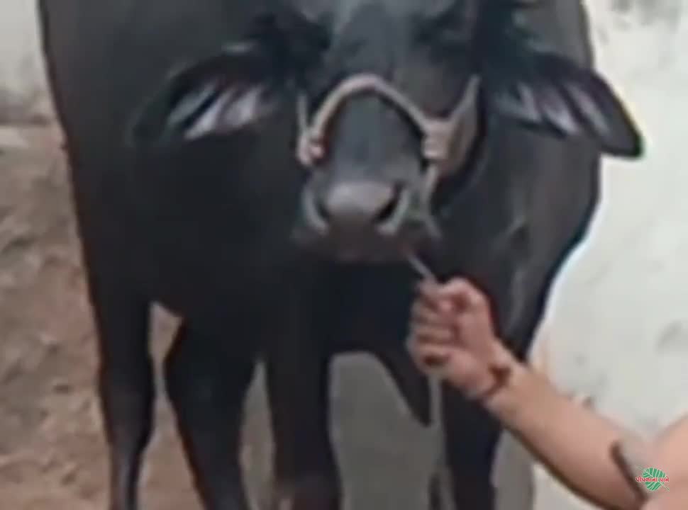 व्हिडिओ पोस्टर 7