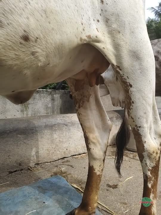gir vasdi 8 mahina gabhan