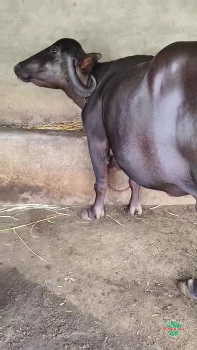 વિડિઓ પોસ્ટર 6