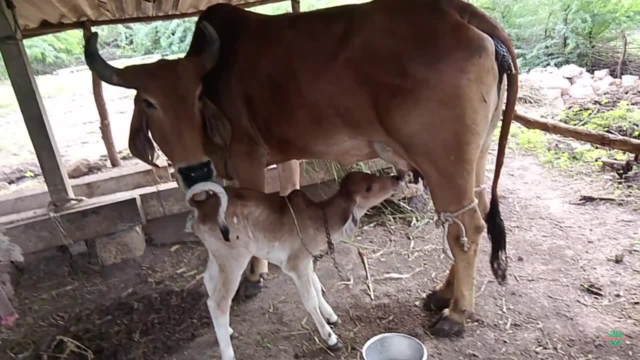 व्हिडिओ पोस्टर 6