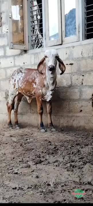 वीडियो पोस्टर 3