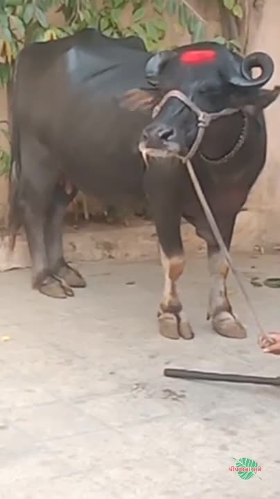 વિડિઓ પોસ્ટર 6