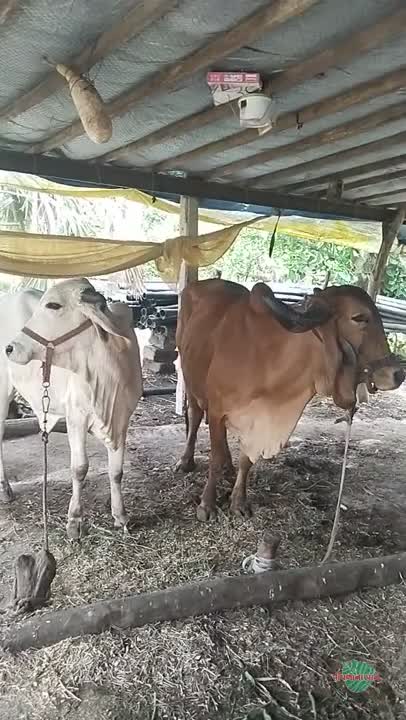 વિડિઓ પોસ્ટર 3