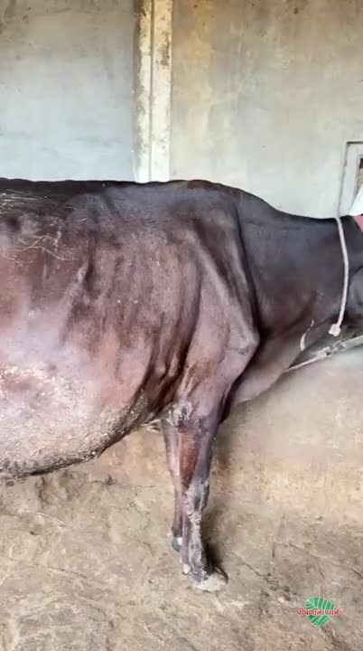 એક ગીર 
એક એચએફ