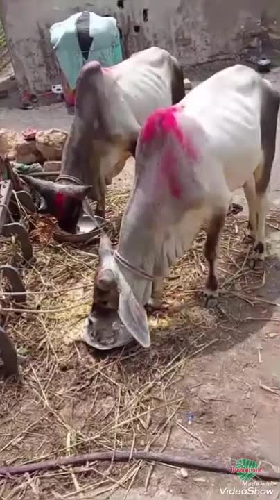 વિડિઓ પોસ્ટર 5