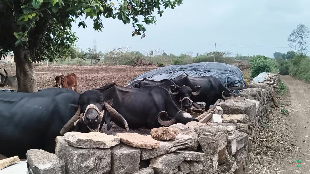Video poster 3