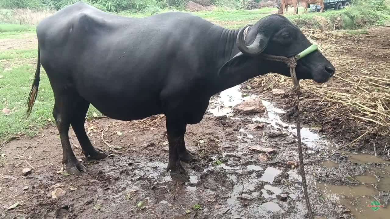 વિડિઓ પોસ્ટર 7