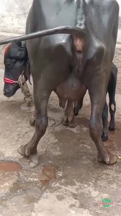 વિડિઓ પોસ્ટર 6
