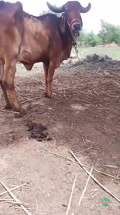વિડિઓ પોસ્ટર 2