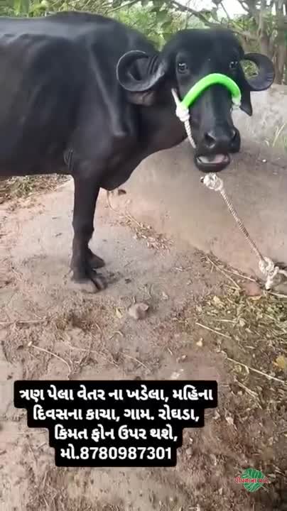 ત્રણ પેલા વેતર ના ખડેલા....
