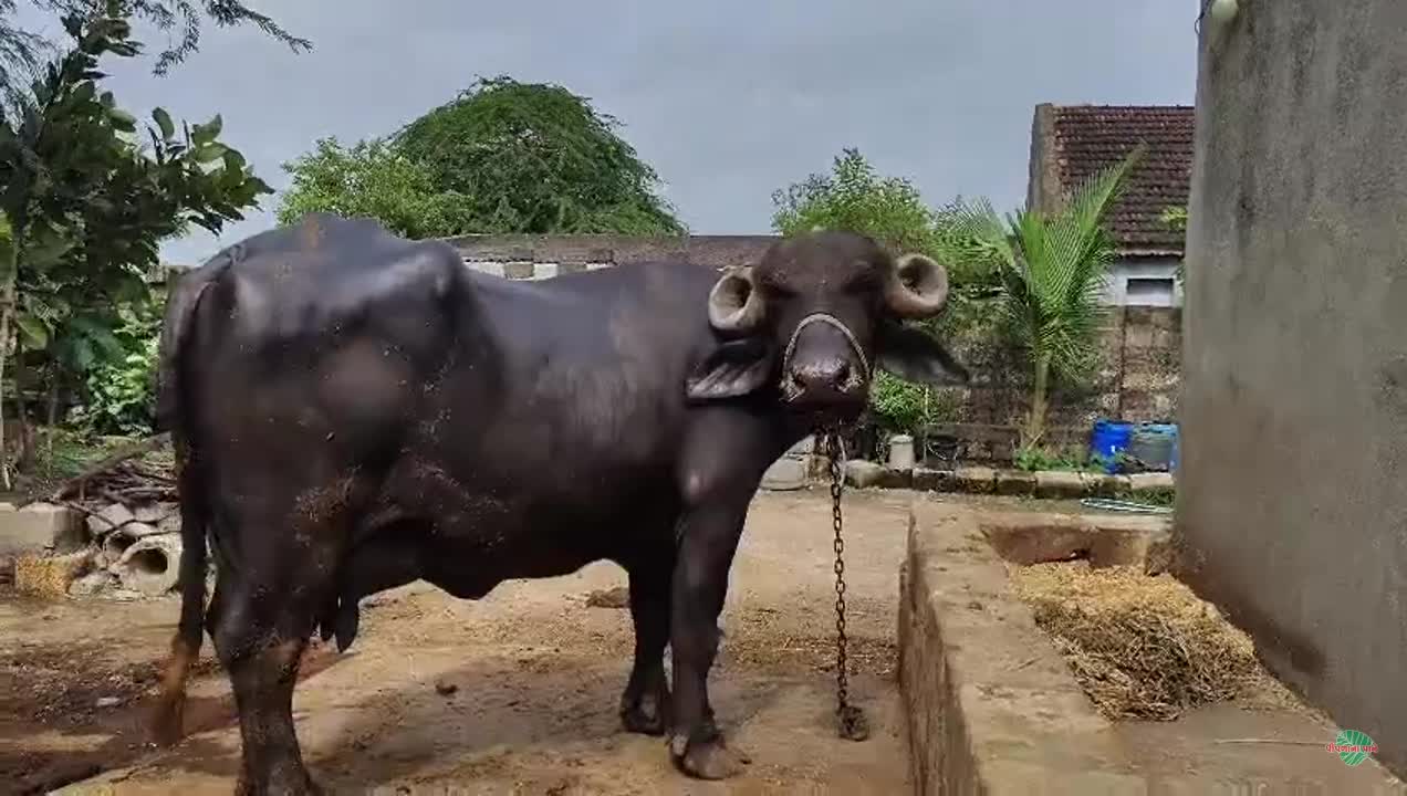 વિડિઓ પોસ્ટર 6