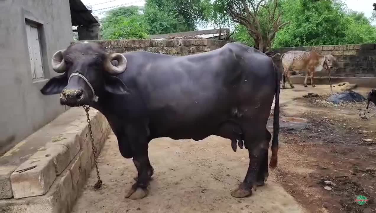 વિડિઓ પોસ્ટર 7