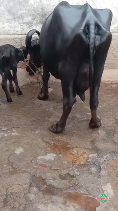 વિડિઓ પોસ્ટર 6