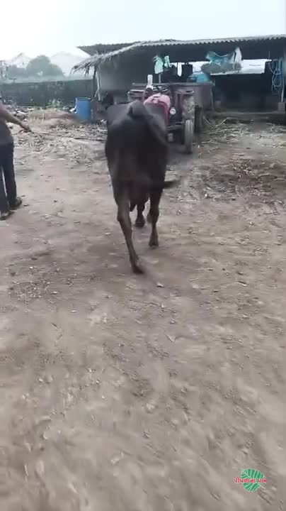 વિડિઓ પોસ્ટર 2