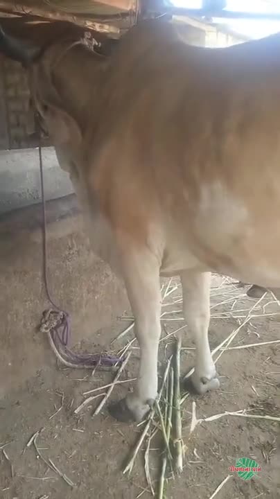 વિડિઓ પોસ્ટર 5