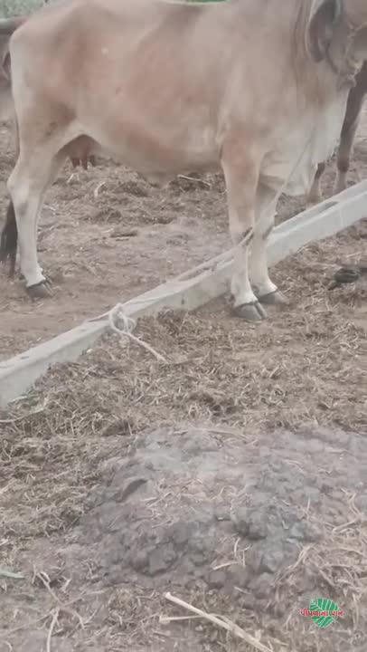 વિડિઓ પોસ્ટર 7