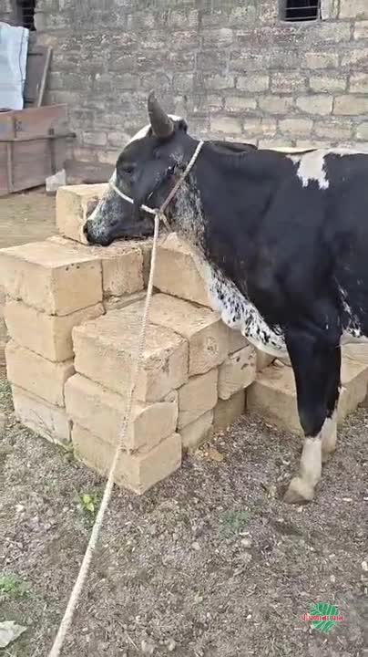 वीडियो पोस्टर 4