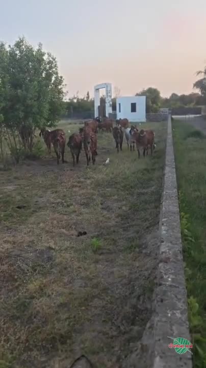 ગીર ગાય અને ખુટ વેચવા ના છે