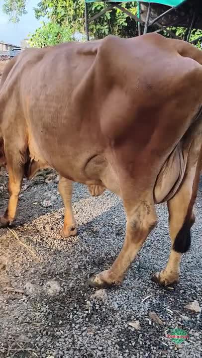વિડિઓ પોસ્ટર 4