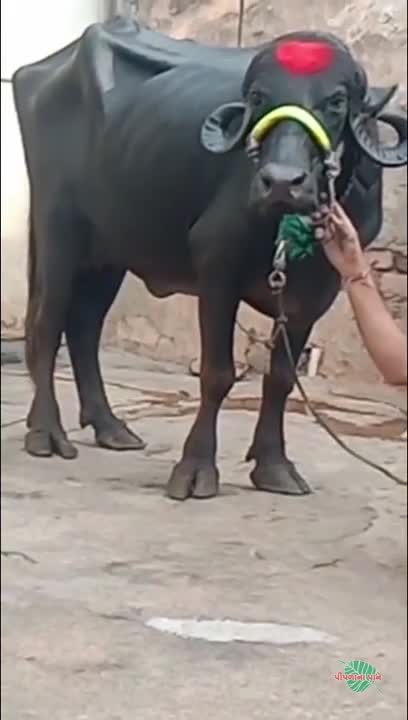 वीडियो पोस्टर 6
