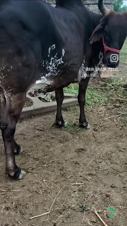 વિડિઓ પોસ્ટર 6