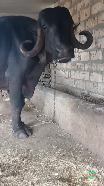 વિડિઓ પોસ્ટર 3