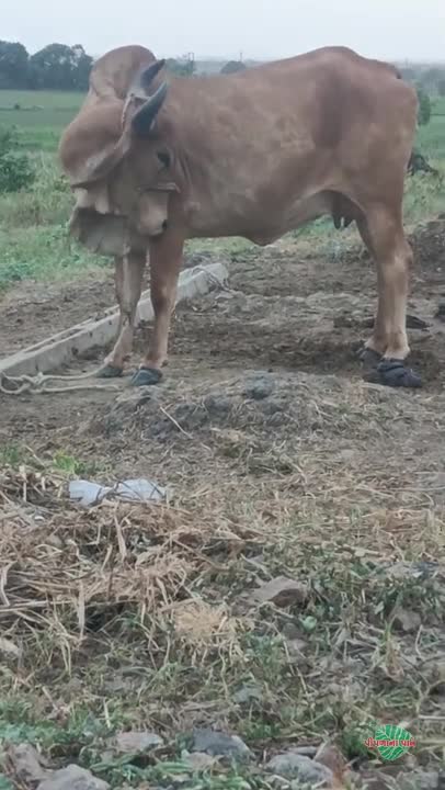 વિડિઓ પોસ્ટર 6