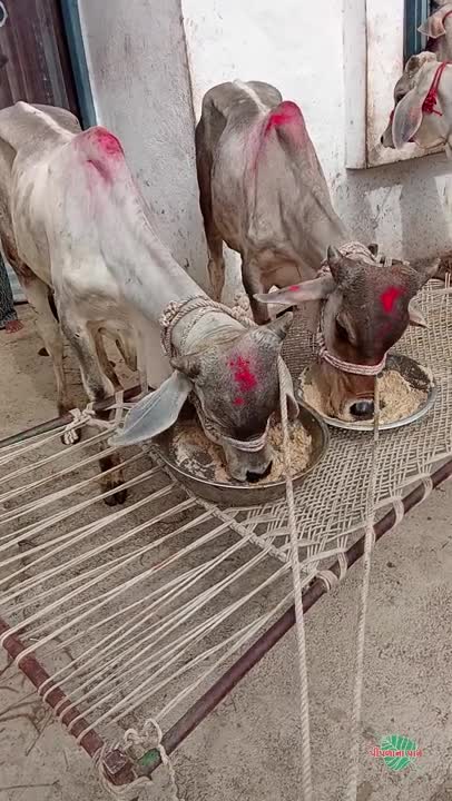 वीडियो पोस्टर 5