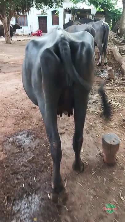 khadeli