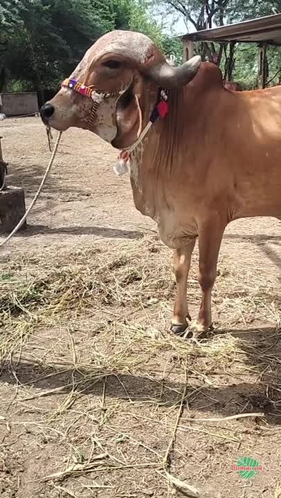 વિડિઓ પોસ્ટર 3