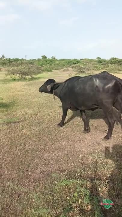 વિડિઓ પોસ્ટર 4
