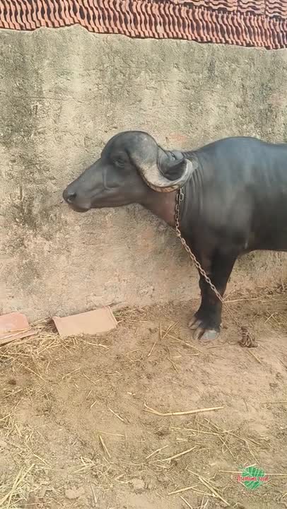 પાડી વેચવાની છે