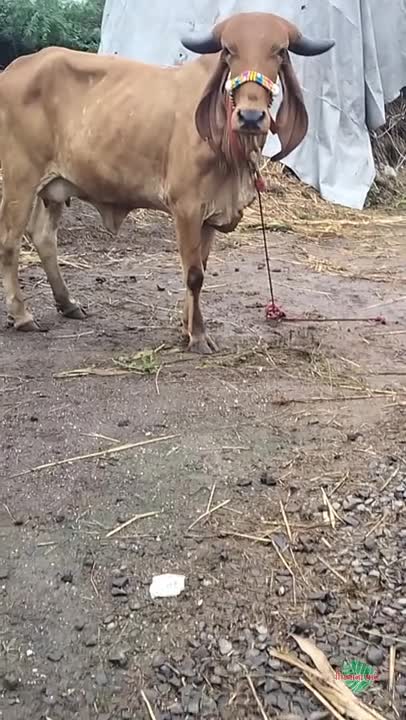 व्हिडिओ पोस्टर 5