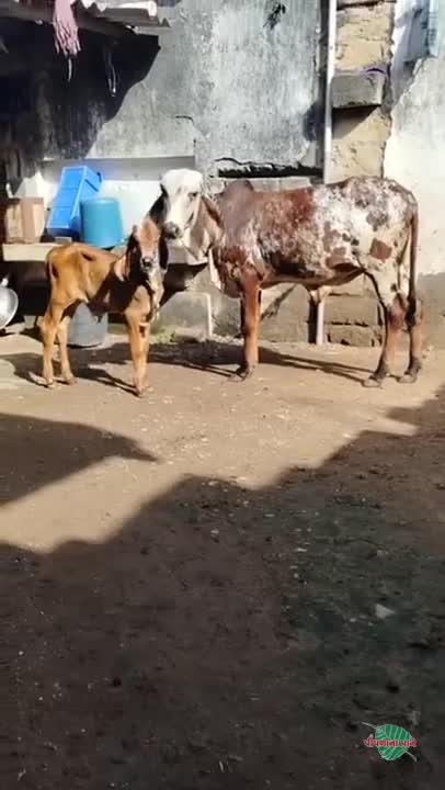 ગીરુ વાસળી કાબરી