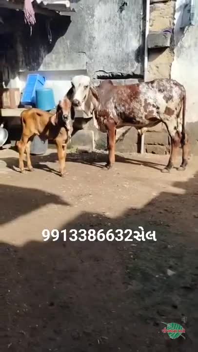 Video poster 2