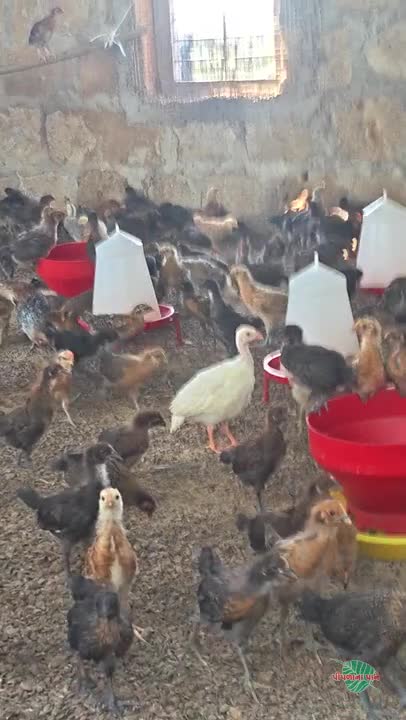 વિડિઓ પોસ્ટર 4