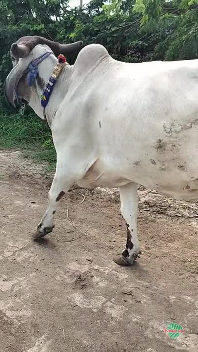 વિડિઓ પોસ્ટર 4