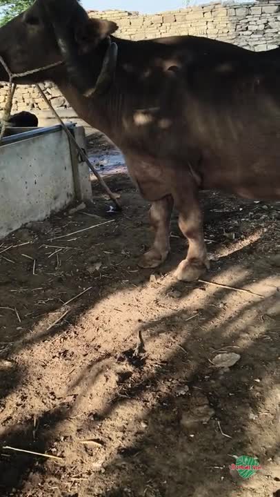 વિડિઓ પોસ્ટર 4