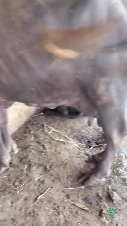વિડિઓ પોસ્ટર 2