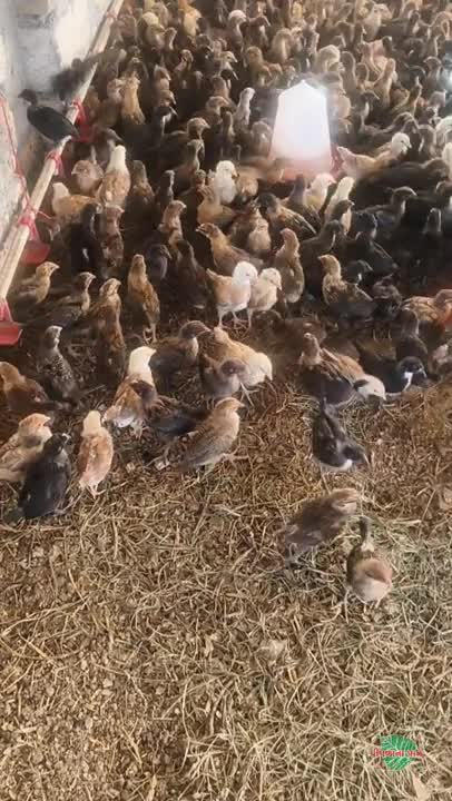 વિડિઓ પોસ્ટર 5
