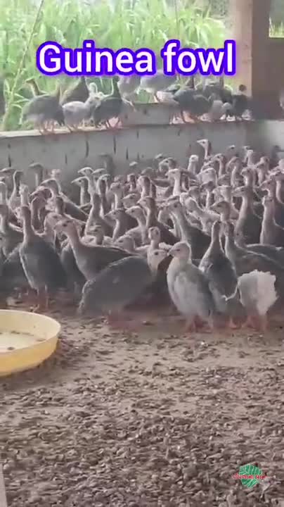 वीडियो पोस्टर 3