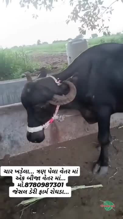 ચાર ખડેલા વેચવા ના છે...