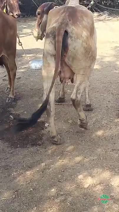 વિડિઓ પોસ્ટર 3