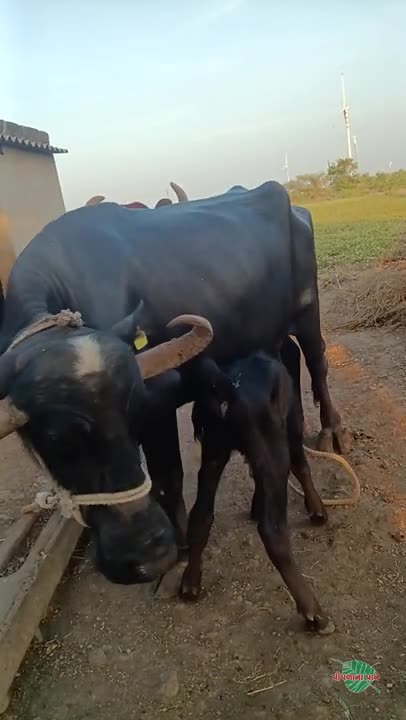 વિડિઓ પોસ્ટર 5