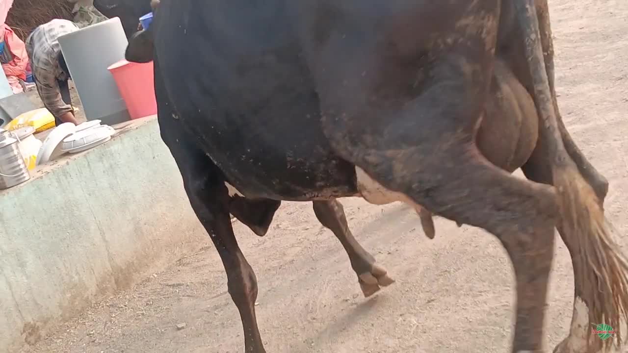 વિડિઓ પોસ્ટર 4