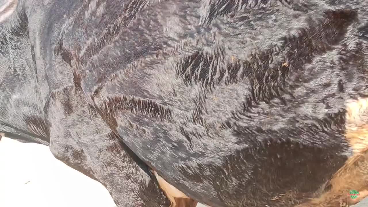 વિડિઓ પોસ્ટર 6