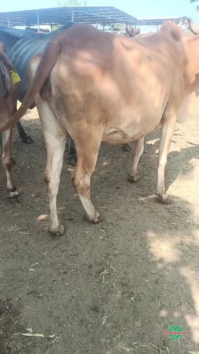 વિડિઓ પોસ્ટર 4